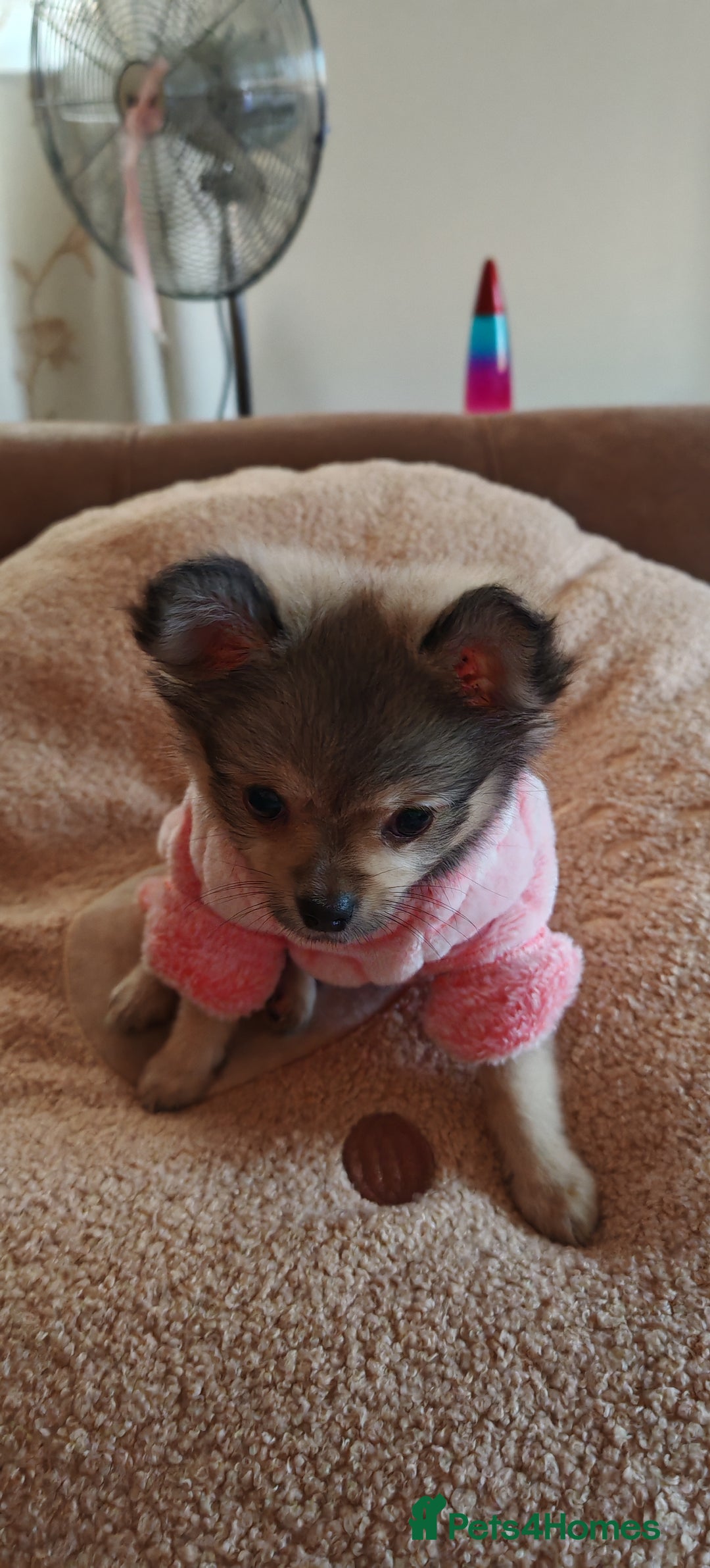 Pomchi dogs for sale: POMCHI - Advert 12