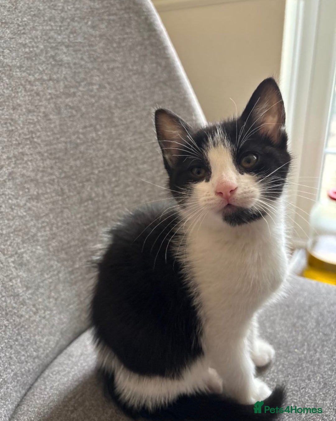 Mixed Breed cats for sale: mixed kittens - Advert 2