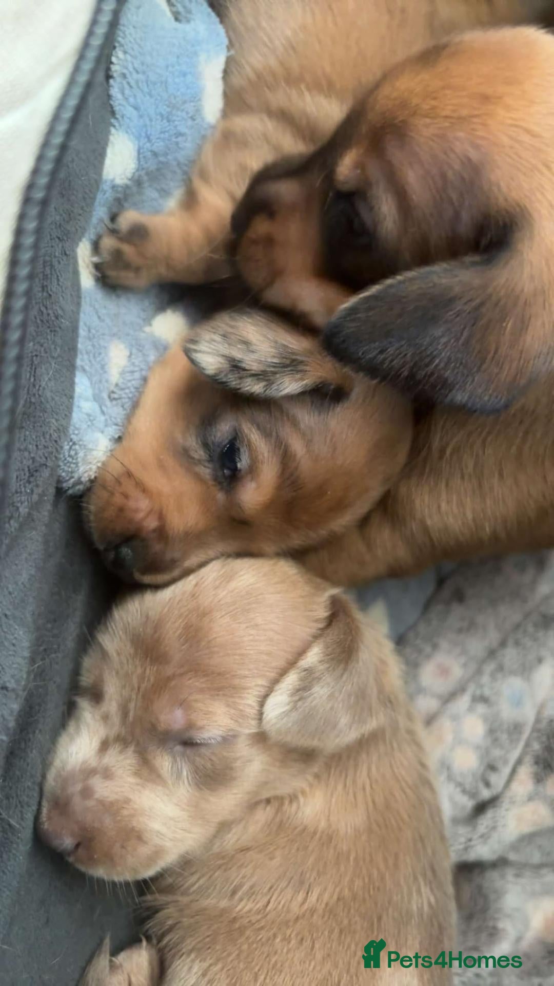 Miniature Dachshund dogs Beautiful Miniature Dachshund Boys, fab colourings - Advert 1