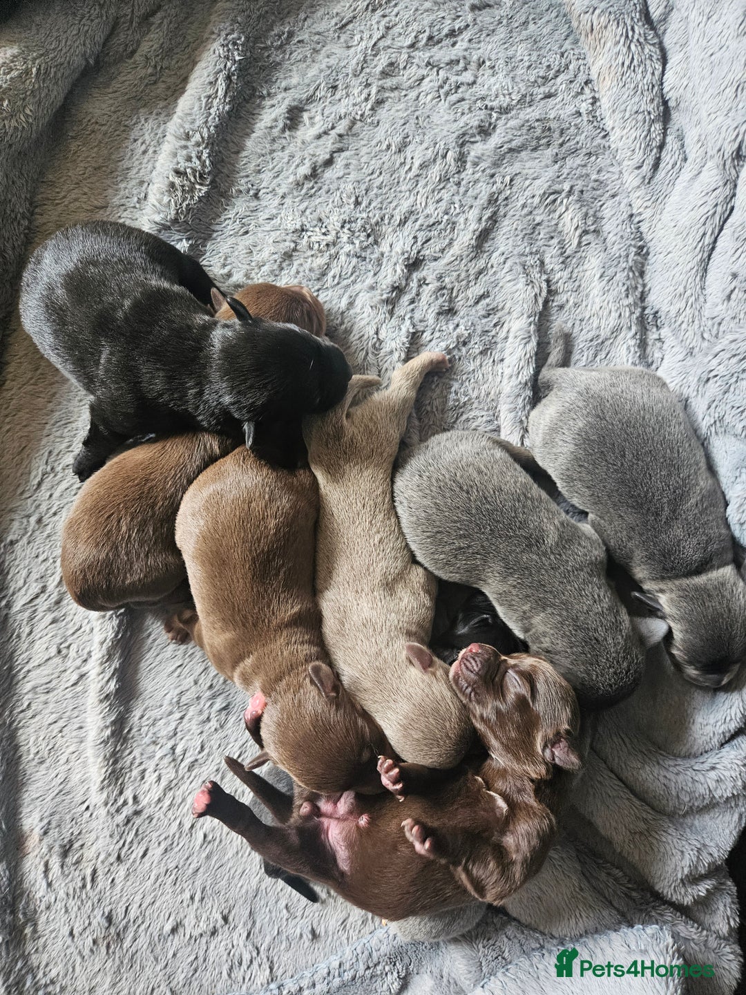 Mixed Breed dogs for sale: 9 beautiful dachshund cross poms - Image 26