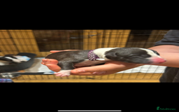 Whippet dogs for sale: Beautiful Whippet Pups - Image 10