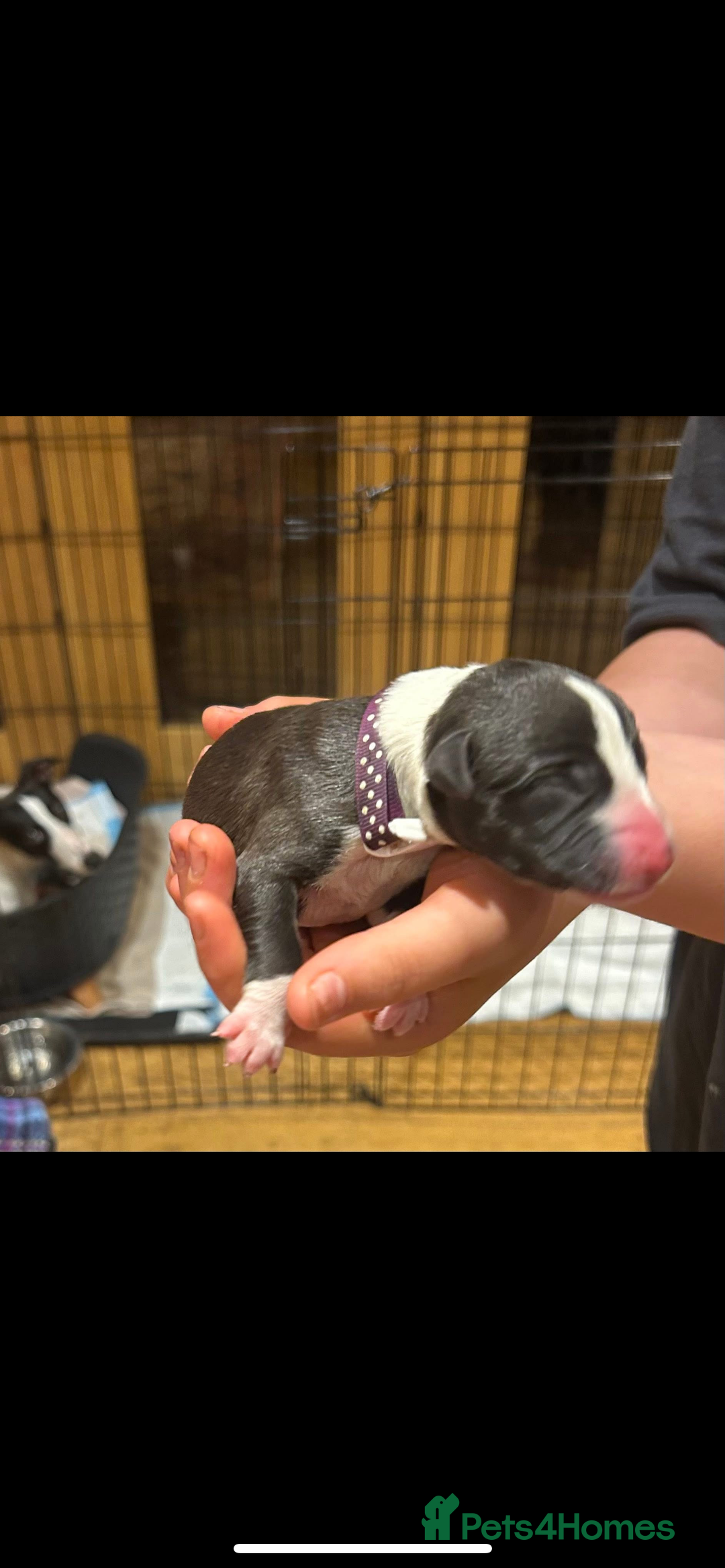 Whippet dogs for sale: Beautiful Whippet Pups - Image 10