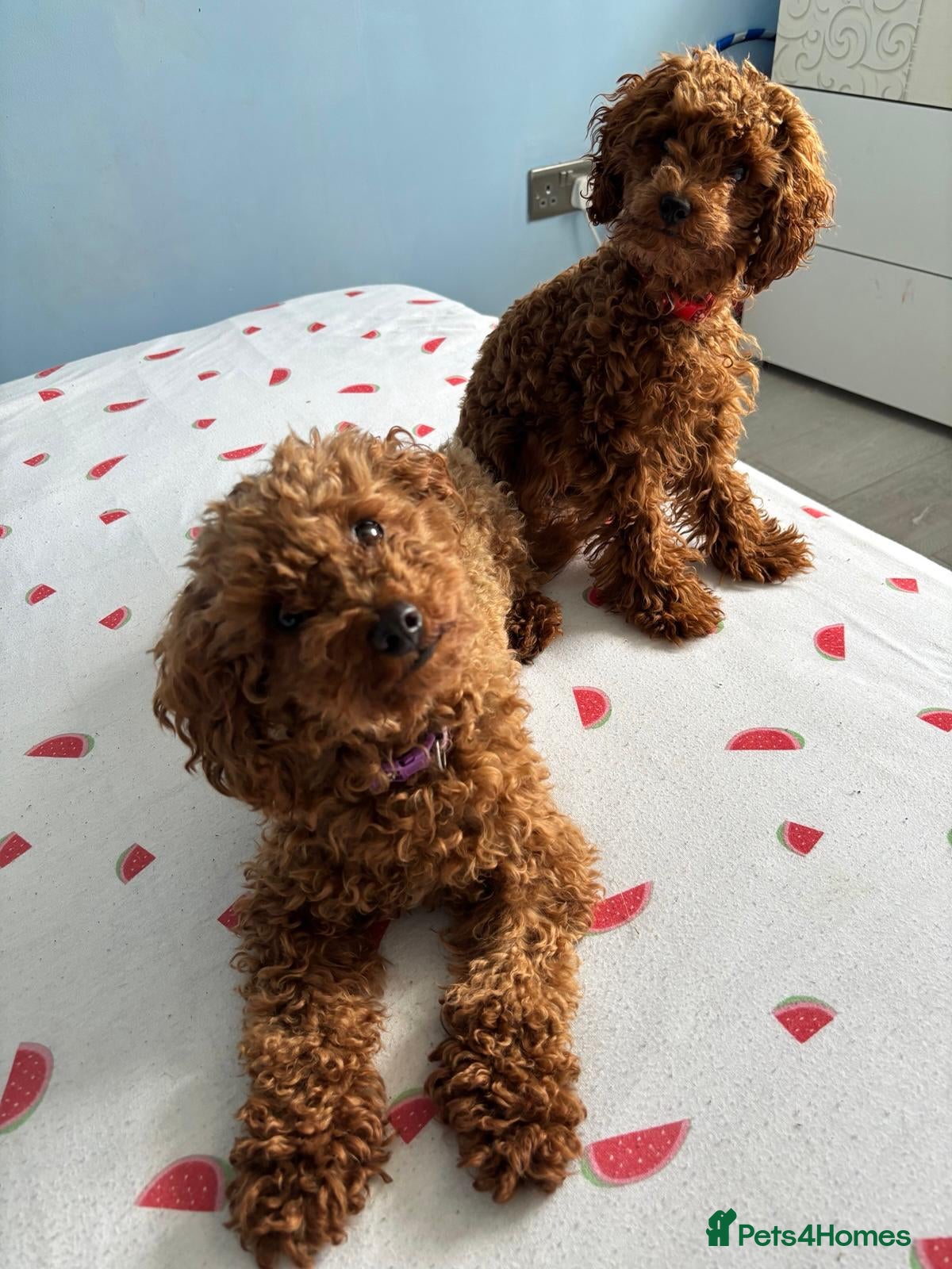 Toy Poodle dogs For sale my beautiful toy poodle  - Advert 1