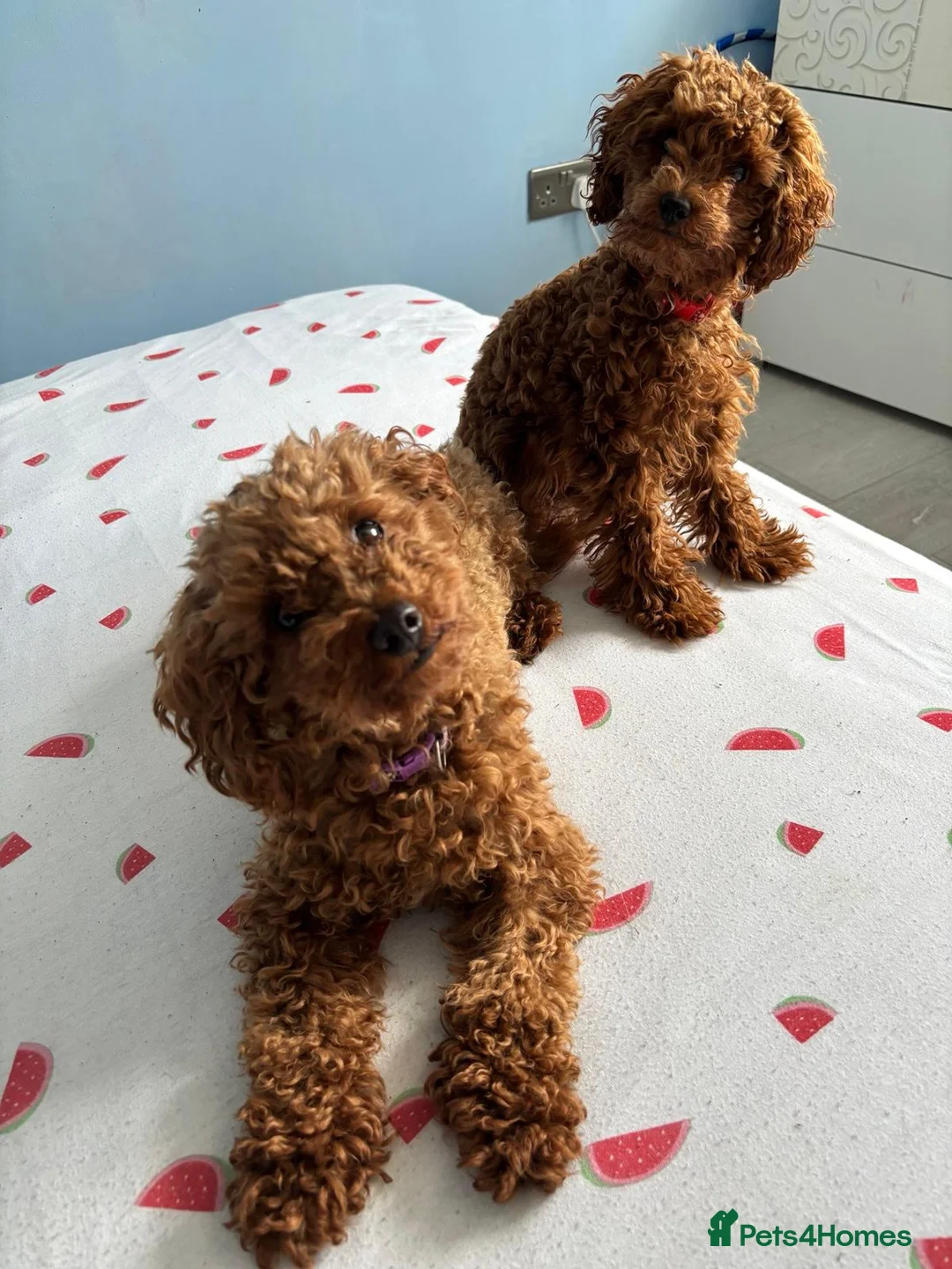 Toy Poodle dogs for sale: For sale my beautiful toy poodle  - Advert 1