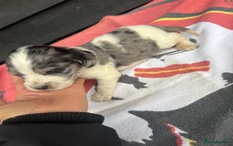 Cocker Spaniel dogs for sale: Cocker puppy 1 bitch left 3 boys  - Image 2