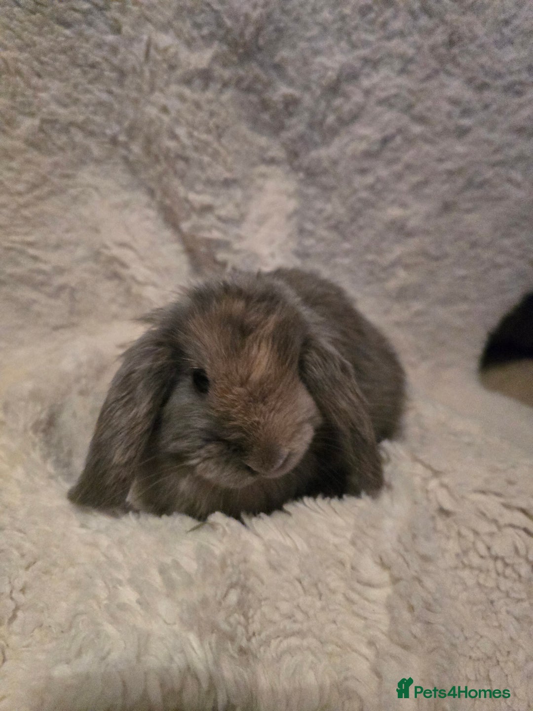 Mini Lion Lop rabbits for sale: Mini lop - Advert 3