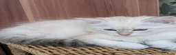 Siberian cats for sale: Siberian kitten  - Advert 6