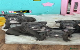 American Bulldog dogs for sale: Pocket bullys - Image 1