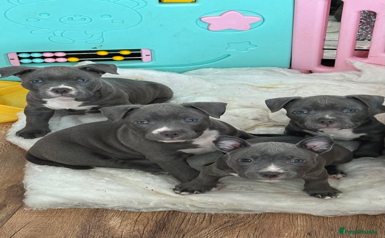 American Bulldog dogs - Advert 1