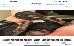 Mixed Breed dogs for sale: Beautiful patter dale x Lakeland terrier  - Image 14