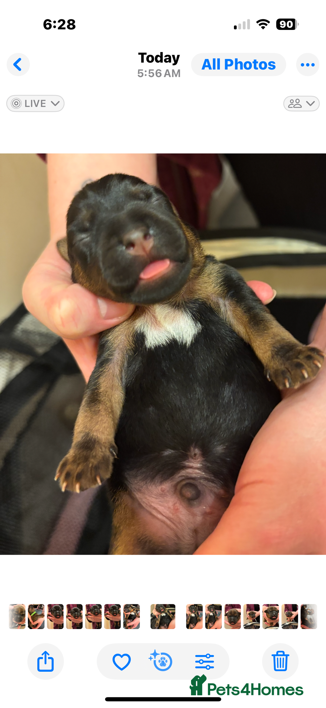 Mixed Breed dogs for sale: Beautiful patter dale x Lakeland terrier  - Image 14