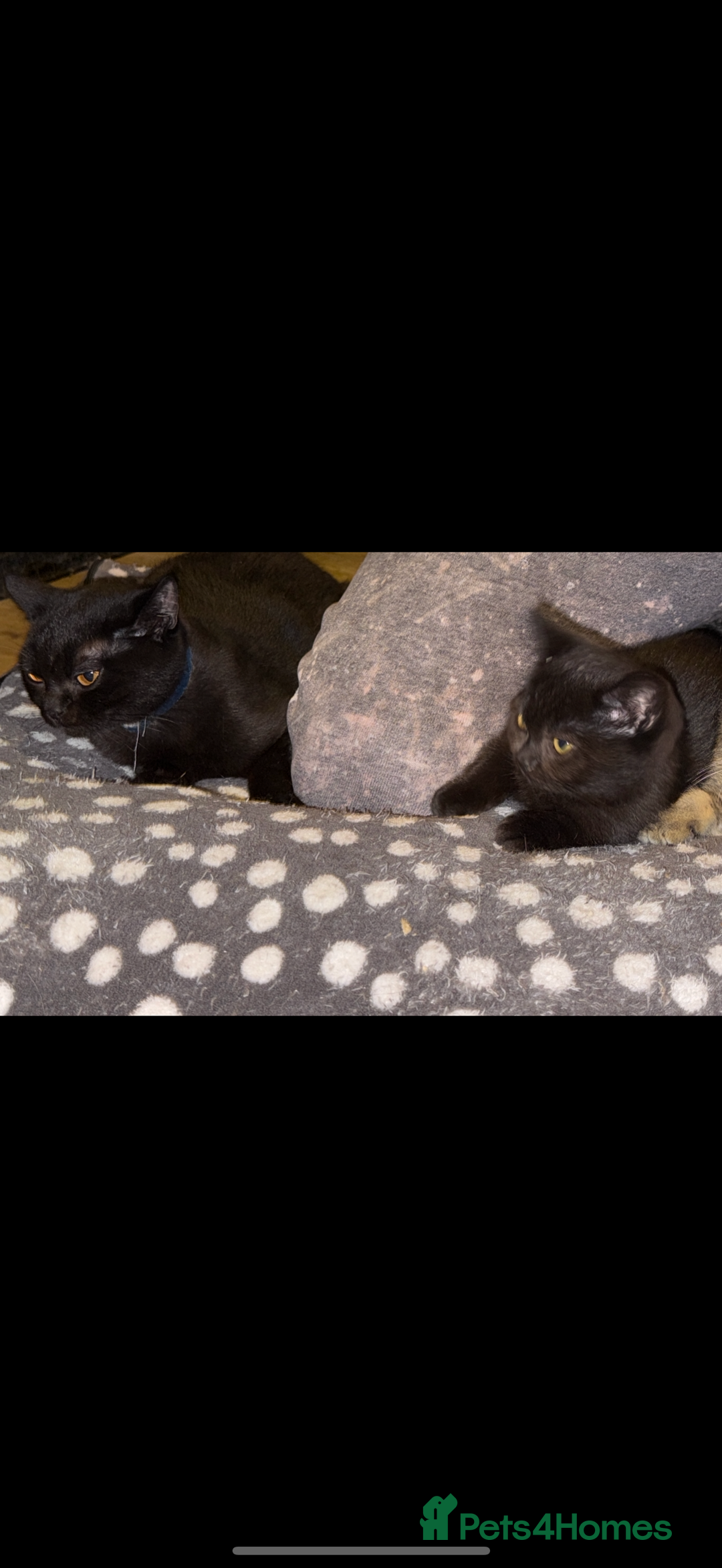 British Shorthair cats for sale: British shorthair male  - Image 3