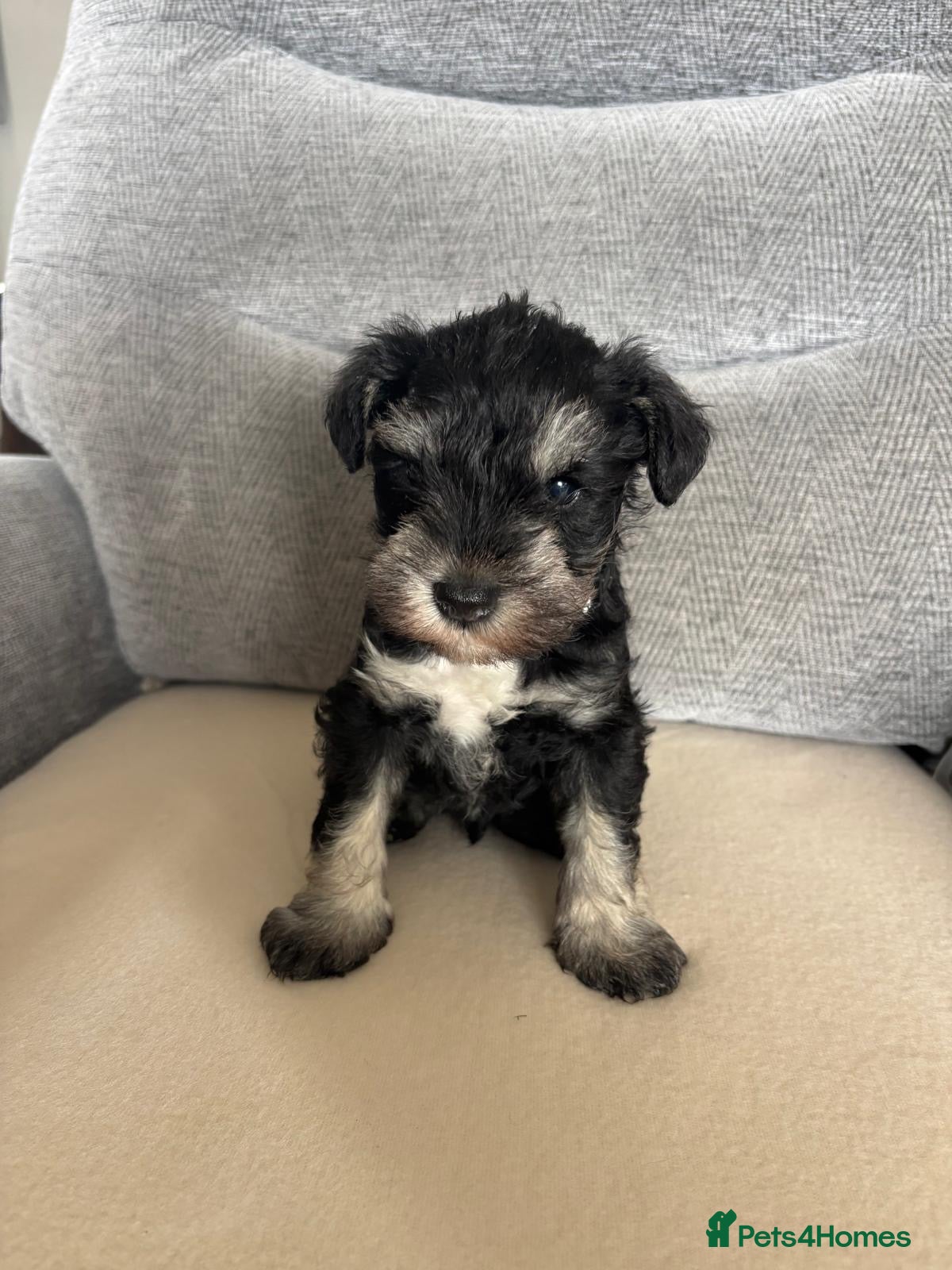 Miniature Schnauzer dogs for sale: Beautiful Miniature Schnauzers  - Advert 19