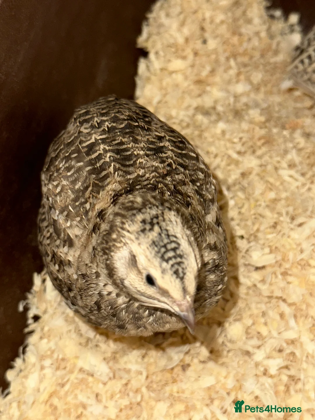 Quail poultry for sale: 2 young Male Coturnix Quail  - Advert 3