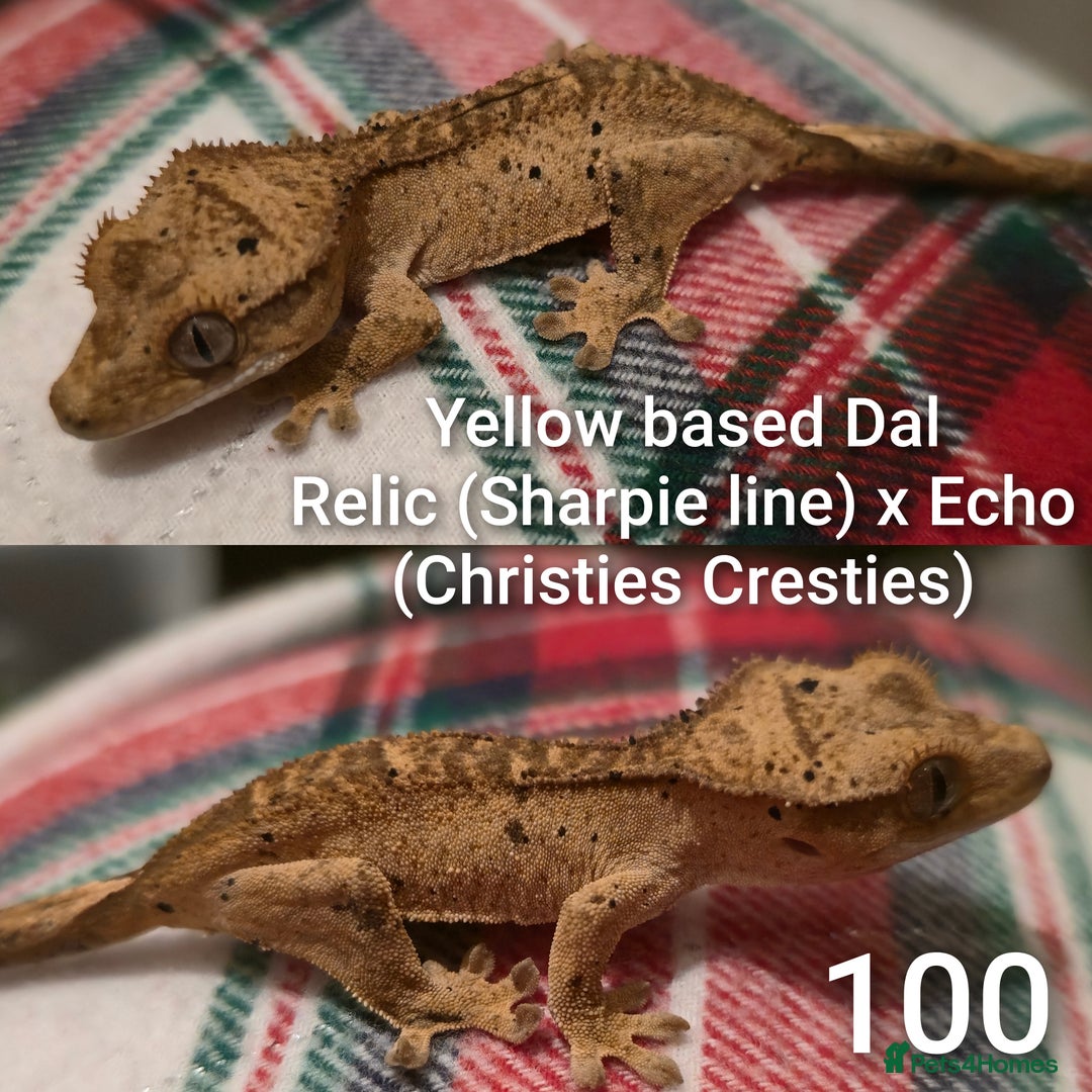 Gecko reptiles for sale: Juvenile Crested geckos  - Advert 1