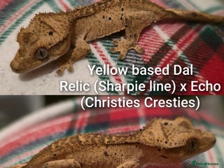 Gecko reptiles Juvenile Crested geckos - Advert 12