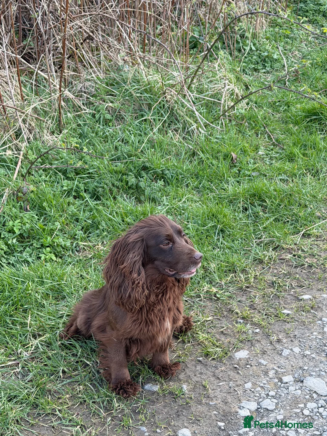 Cocker Spaniel dogs for sale: Working Cocker bitch  - Advert 1