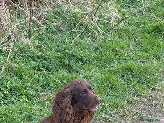 Cocker Spaniel dogs Working Cocker bitch - Advert 1
