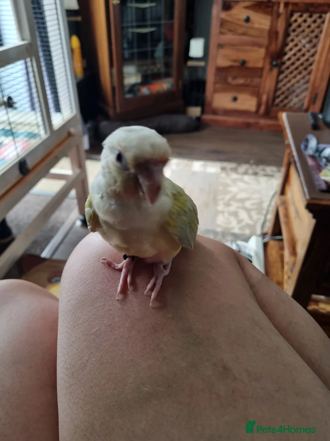 Conures birds for sale: Rare moon cheek conure  - Advert 1