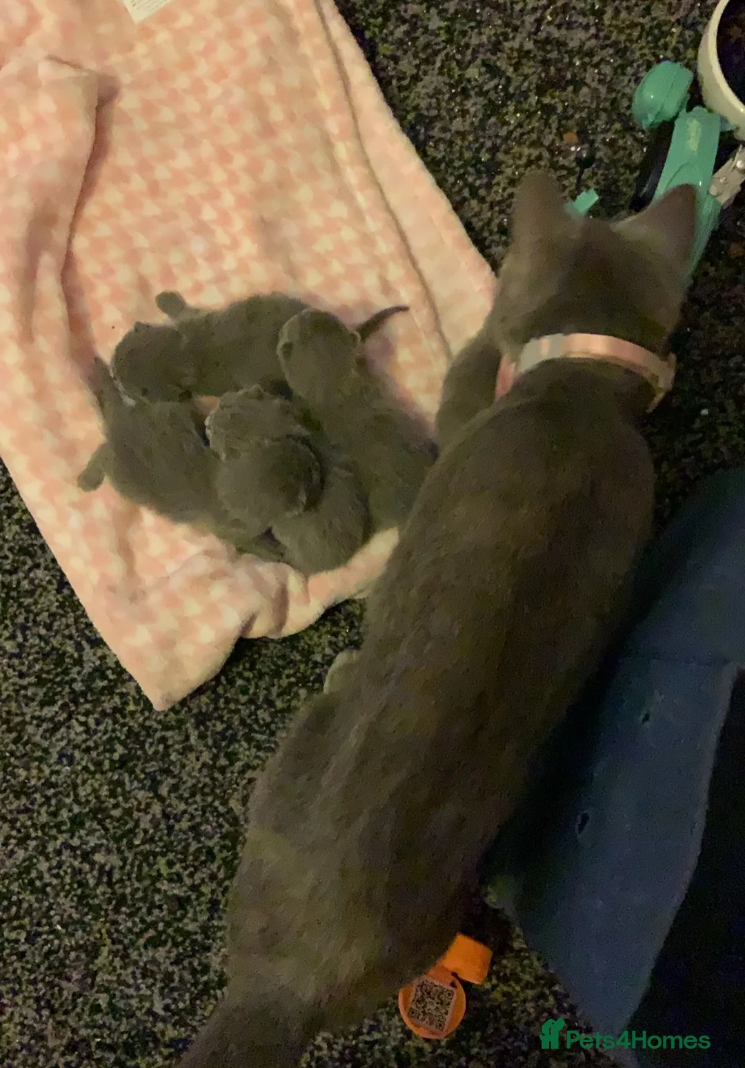British Shorthair cats for sale: British Blue Short Haired Kittens  in Manchester - Advert 2