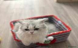 Napoleon cats for sale: Lovely minute - Image 1