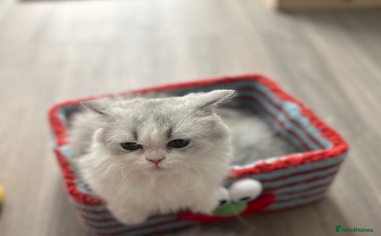 Napoleon cats - Advert 1