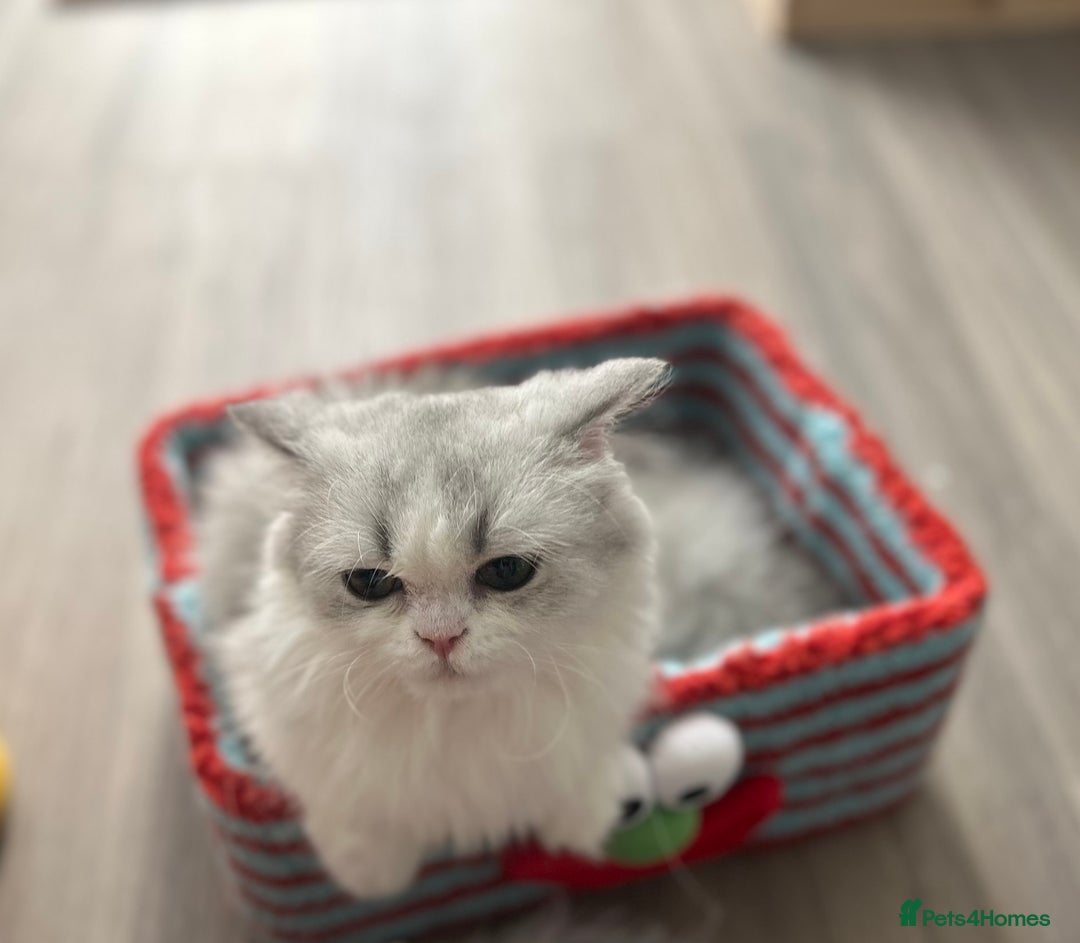 Napoleon cats for sale: Lovely minute - Image 1
