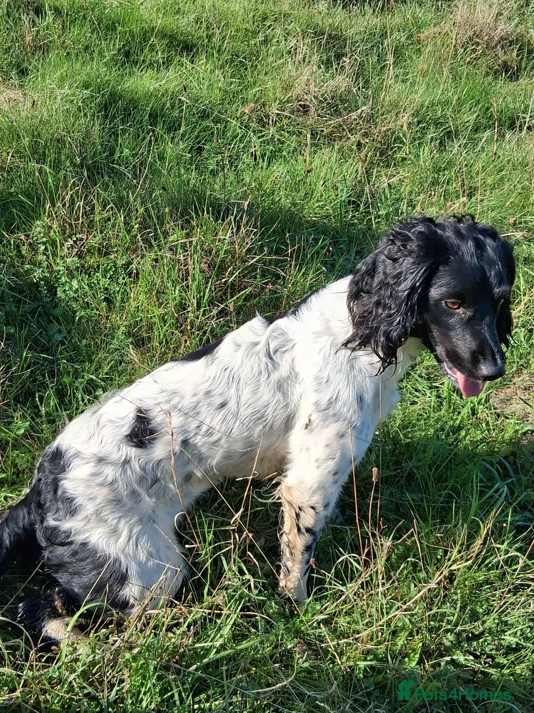 English Springer Spaniel dogs for sale: 4 black & white spaniel bitch puppies - Advert 1
