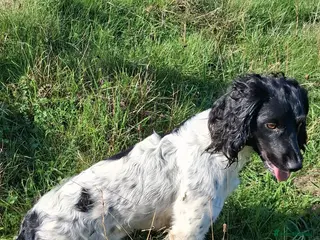 English Springer Spaniel dogs 4 black & white spaniel bitch puppies - Advert 4
