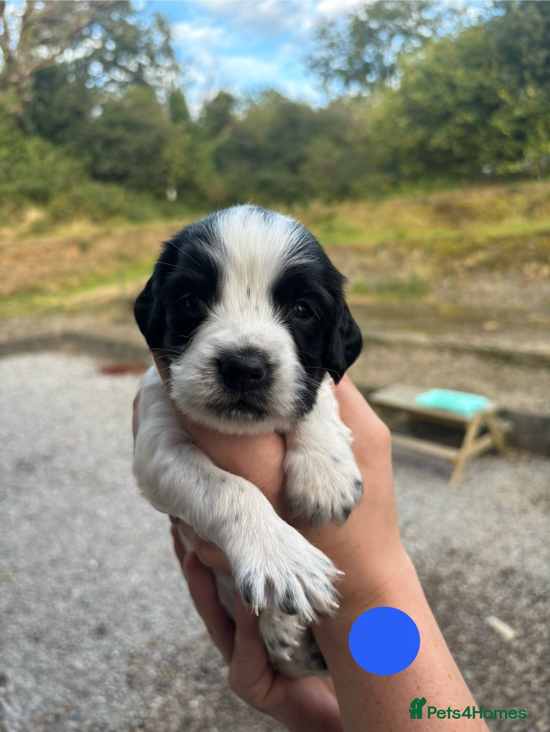 English Springer Spaniel dogs for sale: 🐾 Pedigree English Springer Spaniel Puppies 🐾 - Image 18