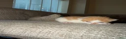 British Longhair cats for sale: 3 beautiful long haired kittens  - Advert 4