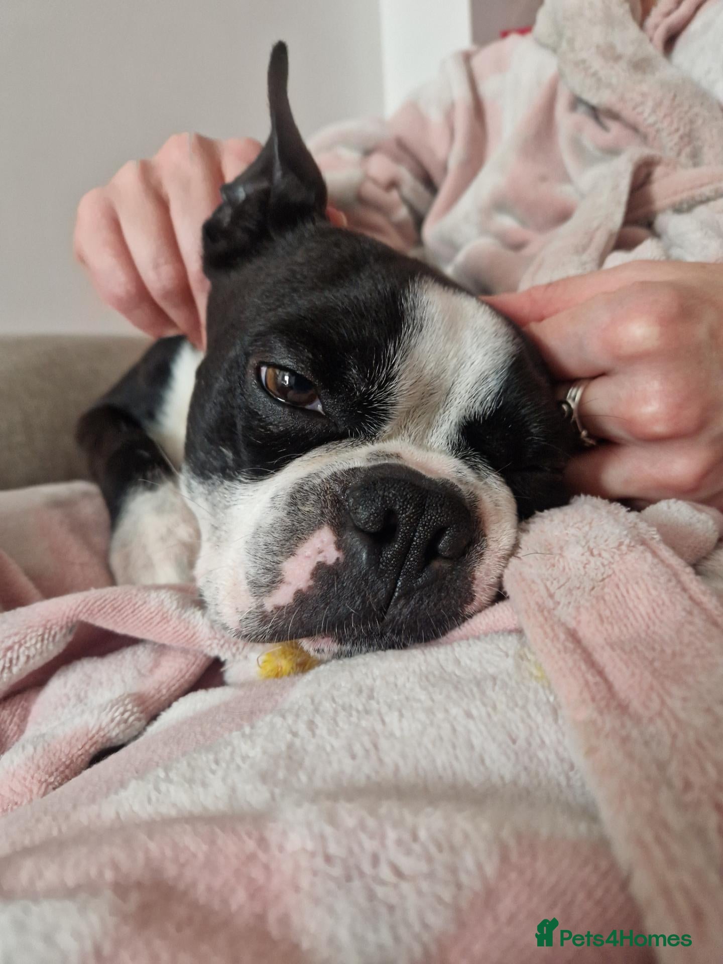 Boston Terrier dogs Boston for stud - Advert 4