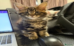 Maine Coon cats for sale: 3 stunning babies left - Image 1