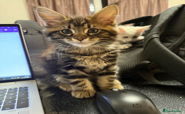 Maine Coon cats - Advert 1