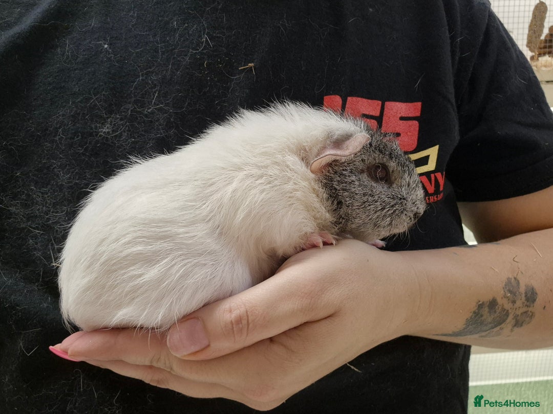 Guinea Pig rodents for sale: 4 female guinea pigs - Image 2
