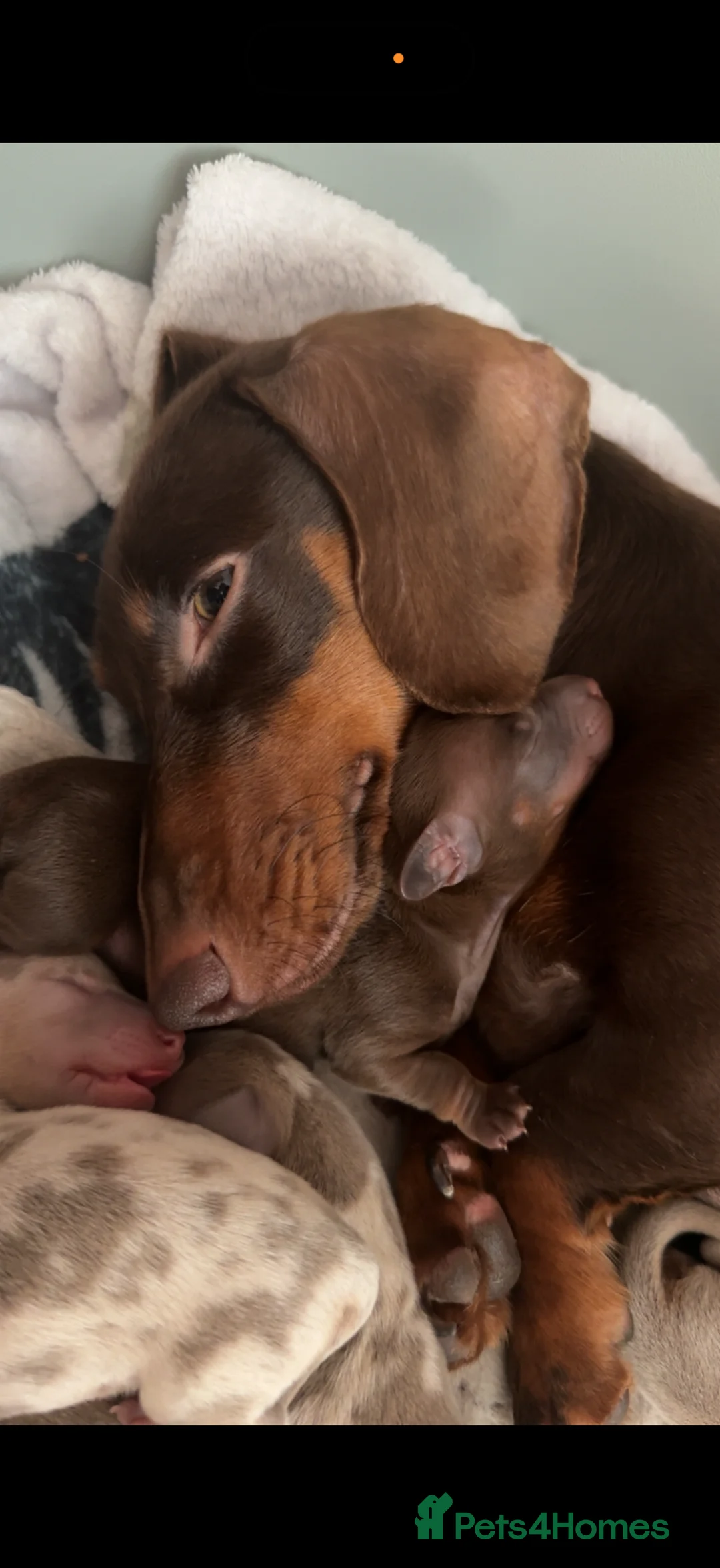 Miniature Dachshund dogs for sale: 🎀 READY NOW SHOW QUALITY KC REG MINIS 🎀 - Advert 2