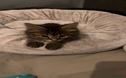 Munchkin cats for sale: Munchkin Kitten - Advert 2