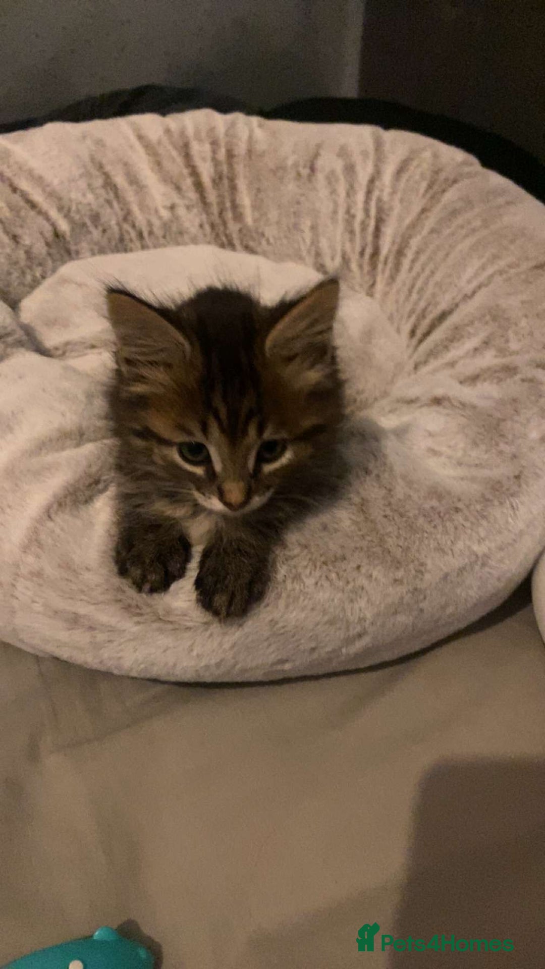 Munchkin cats for sale: Munchkin Kitten - Advert 2