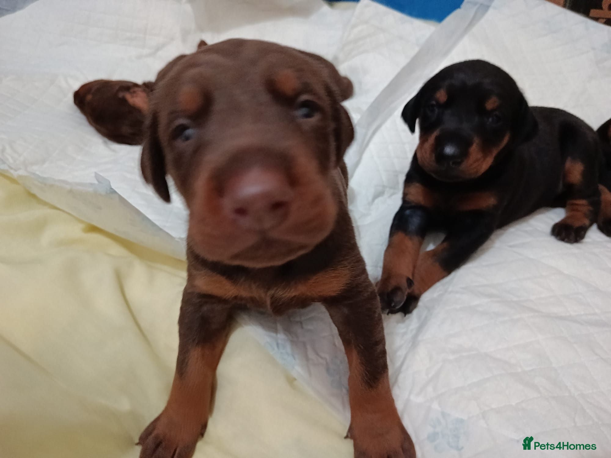 Dobermann dogs Dobermann puppies - Advert 12