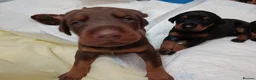 Dobermann dogs for sale: Dobermann puppies - Advert 34