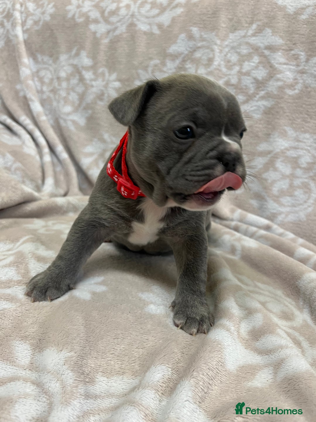 French Bulldog dogs for sale: Lovely Frenchies  - Advert 20