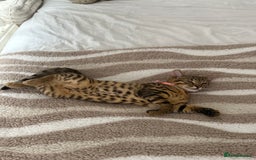 Mixed Breed cats for sale: Female Bengal cross Mainecoon - Image 1