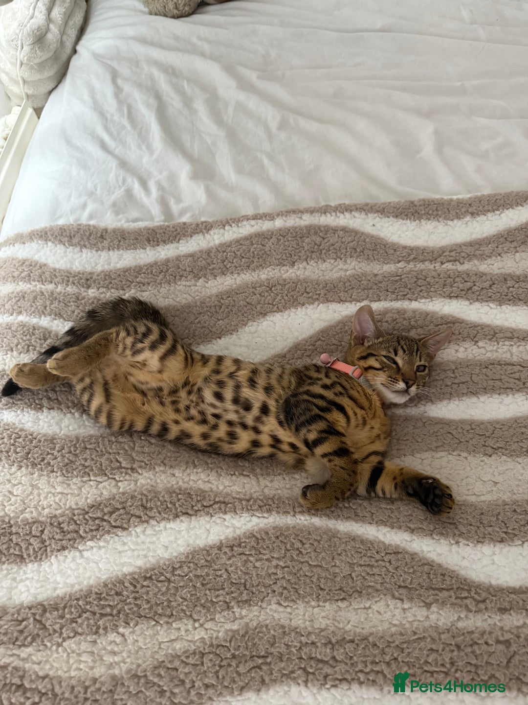 Mixed Breed cats for sale: Female Bengal cross Mainecoon - Image 1