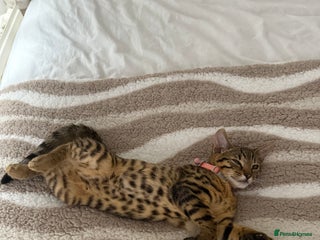 Mixed Breed cats for sale - Advert 1