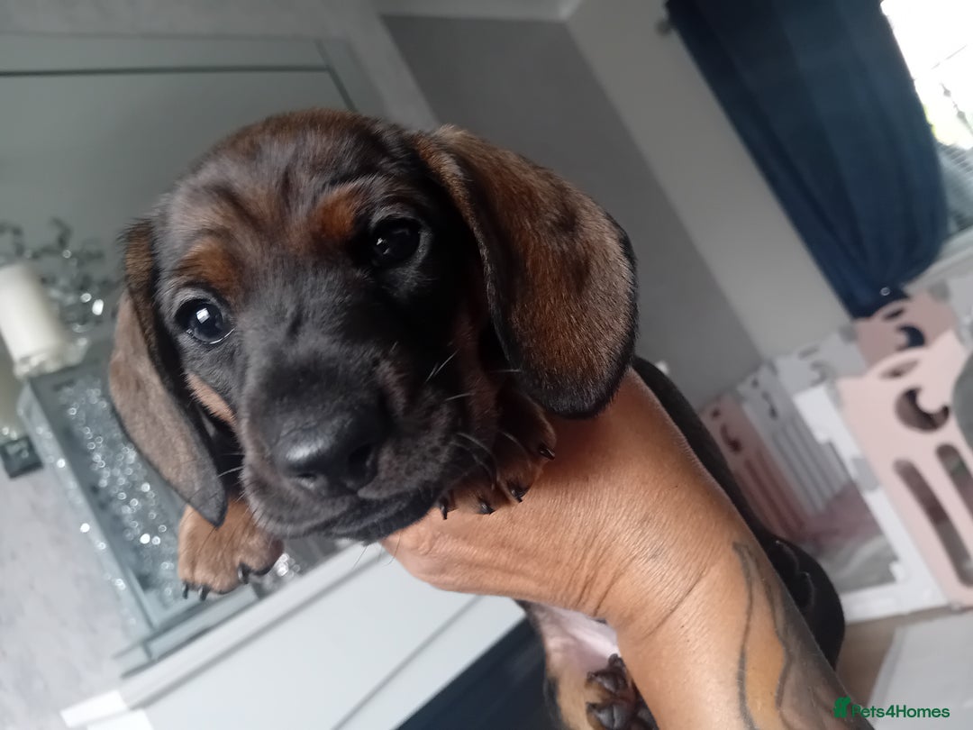 Miniature Dachshund dogs for sale: Our pick of the litter needs her forever 🏡 - Advert 25