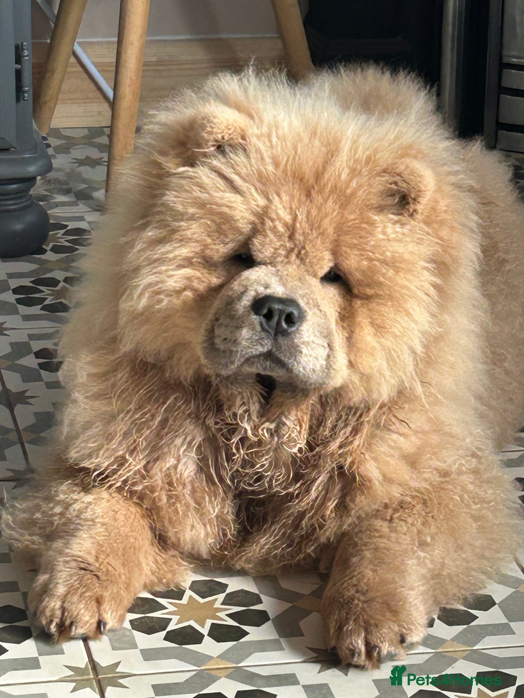 Fur Hairless Chow Chow Chow Chow Non Sporting Dog Group