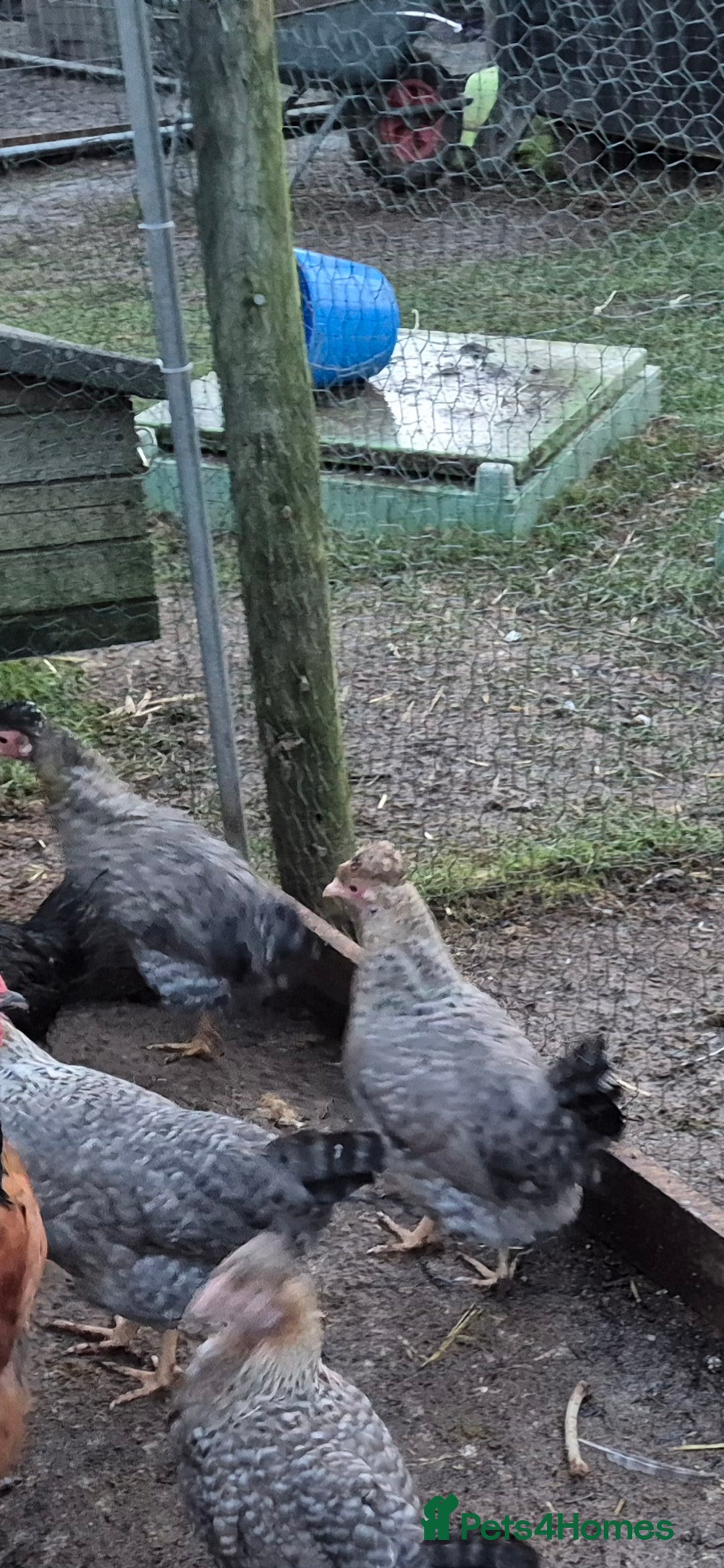 Chickens poultry for sale: Crested cream legbar ( Blue eggs)  - Advert 3