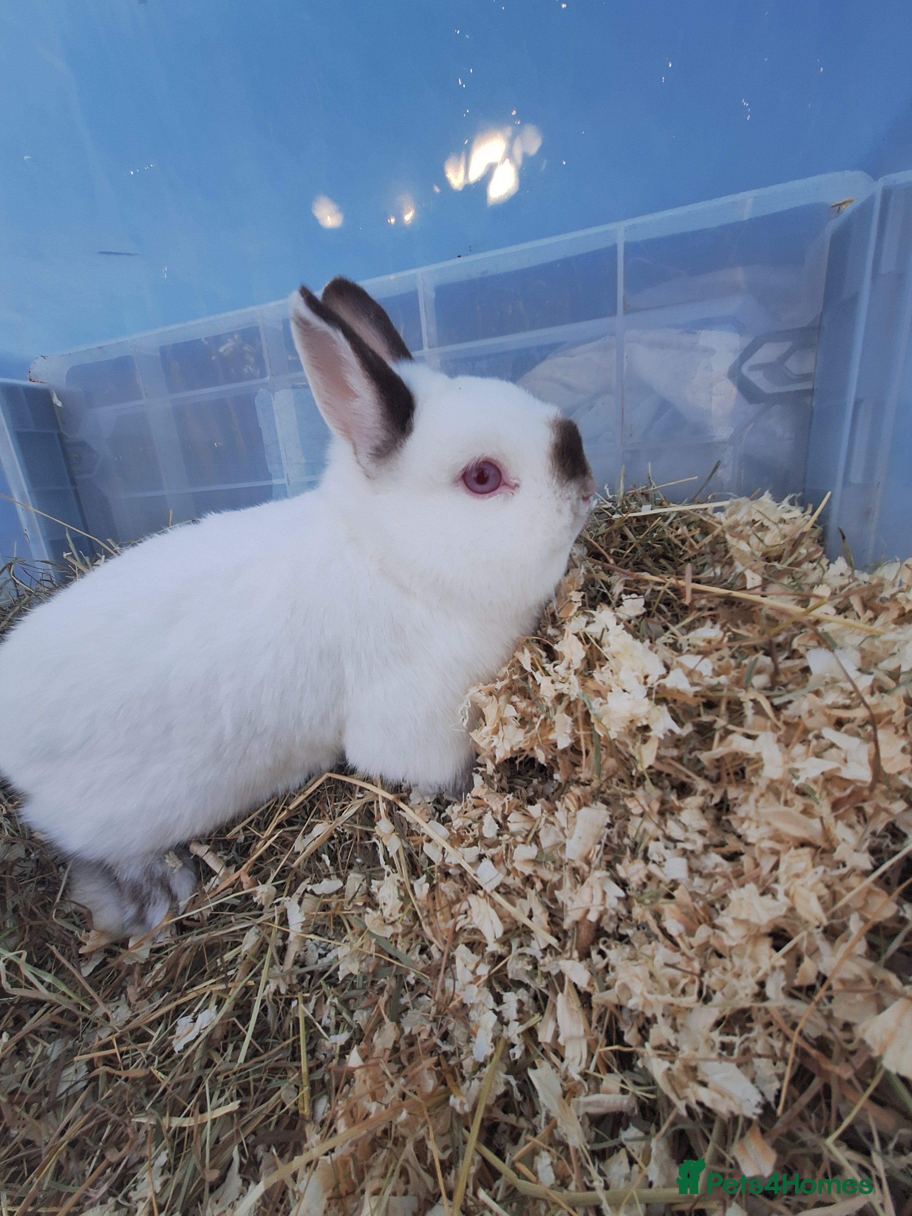 Netherland Dwarf rabbits 4 Netherland dwarf buck rabbits for sale £40 each  - Advert 4