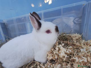 Netherland Dwarf rabbits 4 Netherland dwarf buck rabbits for sale £40 each - Advert 1
