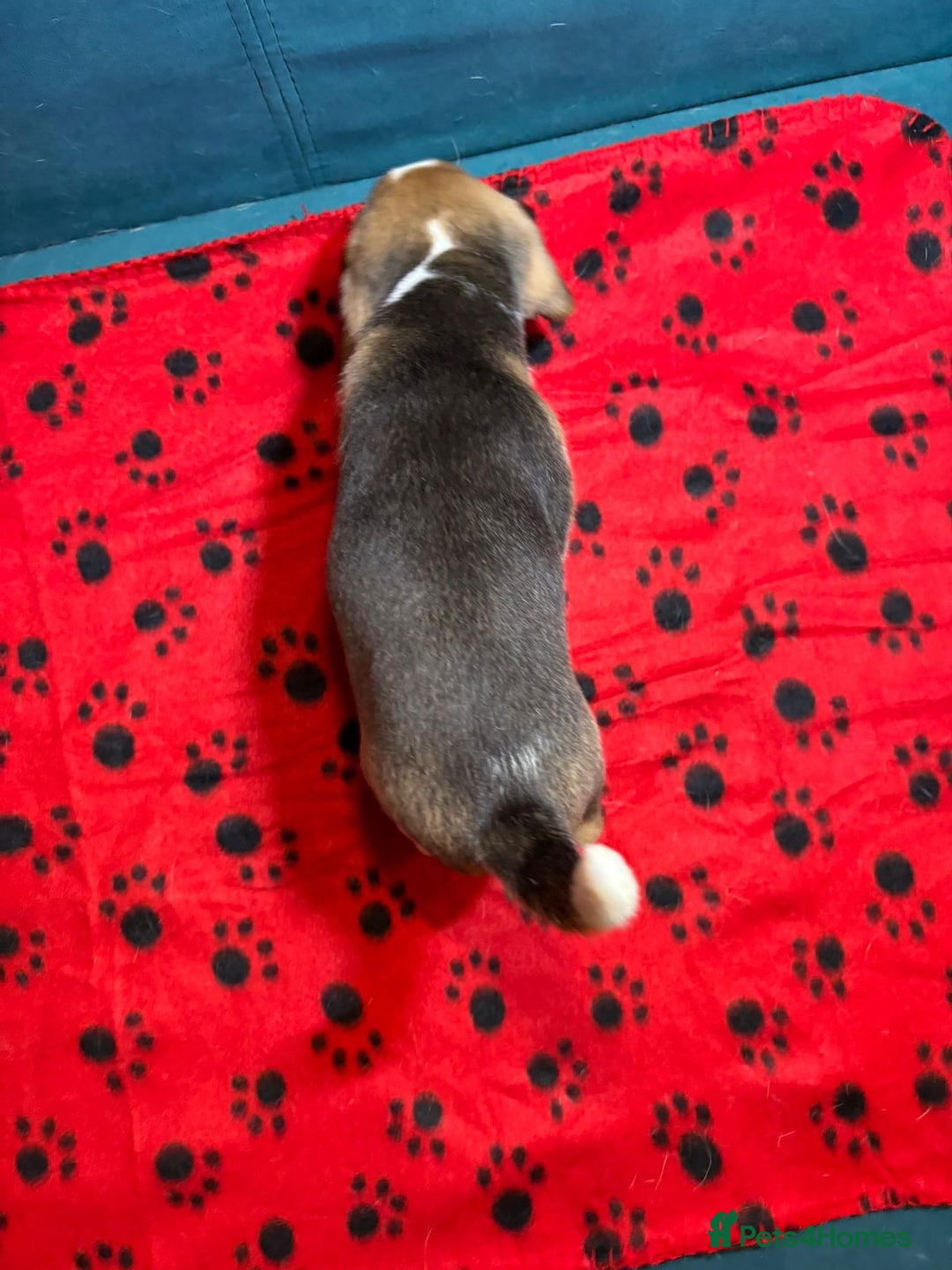 Beagle dogs for sale: Adorable Beagle Puppies for Sale - Advert 21